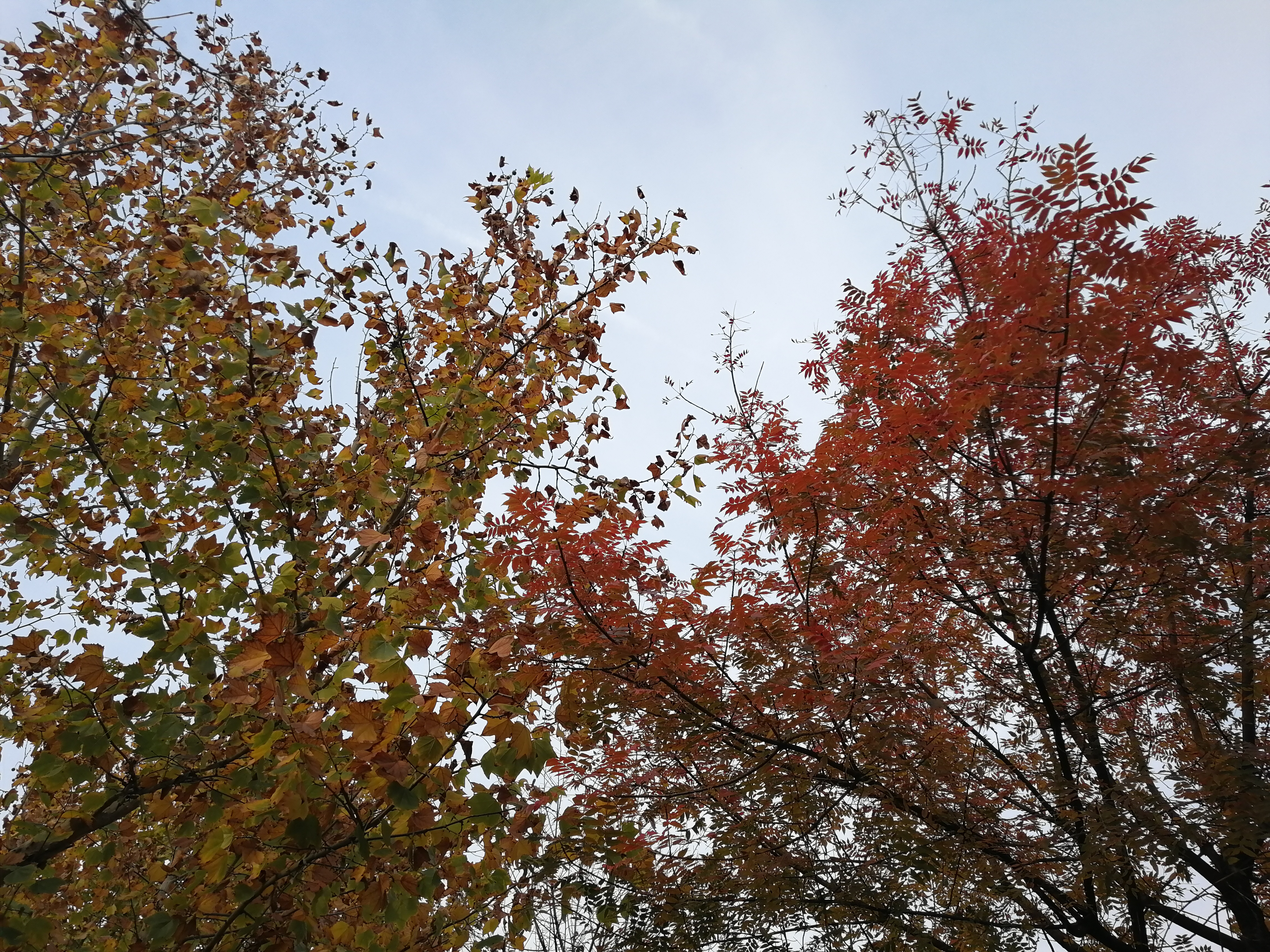 IMG_20191106_152148.jpg